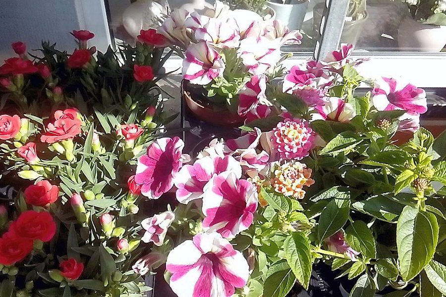 Vier Jahreszeiten – Sommer Sommer